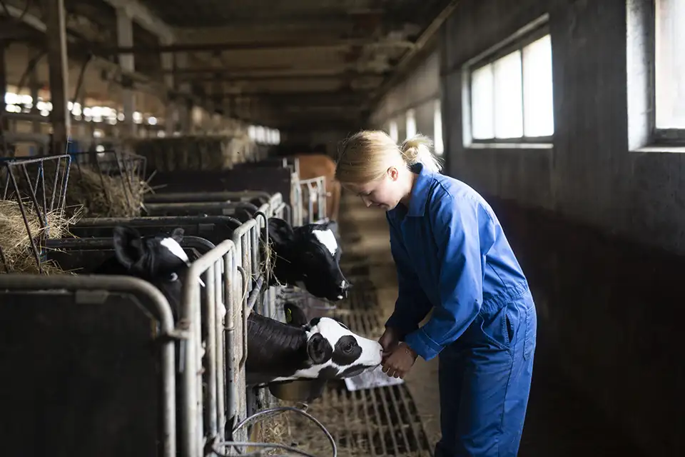 Ung kvinna i blå overall matar ko i en ladugård.